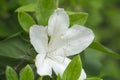 Closeup of White Azalea Wildflower