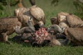 Close-up of white-backed vultures chewing on carcase Royalty Free Stock Photo