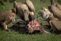 Close-up of white-backed vultures chewing on kill Royalty Free Stock Photo