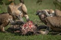 Close-up of white-backed vultures feeding on carcase Royalty Free Stock Photo