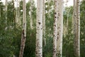 Close up on the white bark on aspen trees Royalty Free Stock Photo