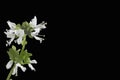 Close-up of Basil Flower against bale background