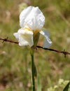 White Bearded Iris and Barbed Wire Royalty Free Stock Photo