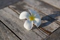 Close up of white beautiful exotic flower on wood Royalty Free Stock Photo