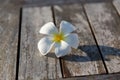 Close up of white beautiful exotic flower on wood Royalty Free Stock Photo