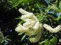 Close-up white beautiful and fragrant flowers. Buddleja paniculata Wall, Butterfly Bush, Rachawadee is a small perennial shrub,