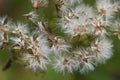 Fluffs on green blurred background