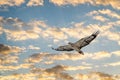 Close up of a White Bellied Sea Eagle flying against a sunset