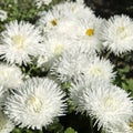 White Bellis perennis daisies bloom