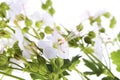 Close up of white bigroot geranium flowers on an isolated white background