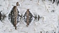 Closeup of white birch tree bark with dark diamondshaped patterns and peeling texture Royalty Free Stock Photo