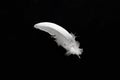 Close up white bird feather. Soft and sooth feather for animals concept Royalty Free Stock Photo