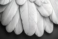 Close-up of white bird feathers arranged in a layered pattern Royalty Free Stock Photo