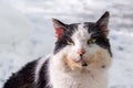 Close-up White and Black Cat Head Looking Straight Royalty Free Stock Photo
