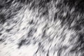Close up white and black Faux mat for texture background Royalty Free Stock Photo