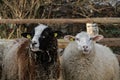 Close-up of a white and black sheeps looks at the camera, in the background a flock of sheep and goats drinks water from a river Royalty Free Stock Photo