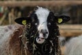 Close-up of a white and black sheeps looks at the camera, in the background a flock of sheep and goats drinks water from a river Royalty Free Stock Photo