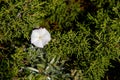 Close up of white blooming flower. Green plant background. convolvulus oleifolius flower Royalty Free Stock Photo