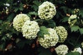 Close-up white blooming hydrangea low key natural wallpaper Royalty Free Stock Photo