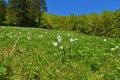 Close up of white blooming poet\'s daffodil (Narcissus poeticus) flowers Royalty Free Stock Photo