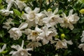 Close Of Up of The White Blooms of Gardenia Bush
