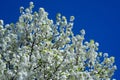 Close-up of white blossom tree flowers from a pear tree in spring. White blossom trees, nature springtime. Abstract Royalty Free Stock Photo