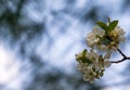 Close-up white blossoms of Amelanchier canadensis, serviceberry, shadberry or Juneberry tree on blue blurred background
