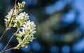 Close-up white blossoms of Amelanchier canadensis, serviceberry, shadberry or Juneberry tree on blue blurred background Royalty Free Stock Photo