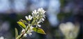 Close-up white blossoms of Amelanchier canadensis, serviceberry, shadberry or Juneberry tree on blue blurred background Royalty Free Stock Photo