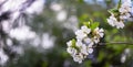 Close-up white blossoms of Amelanchier canadensis, serviceberry, shadberry or Juneberry tree on blurred background Royalty Free Stock Photo