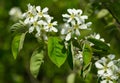 Close-up white blossoms of Amelanchier canadensis, serviceberry, shadberry or Juneberry tree on green blurred background. Royalty Free Stock Photo