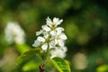 Close-up white blossoms of Amelanchier canadensis, serviceberry, shadberry or Juneberry tree on green blurred background. Royalty Free Stock Photo