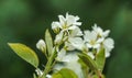 Close-up white blossoms of Amelanchier canadensis, serviceberry, shadberry or Juneberry tree on green blurred background