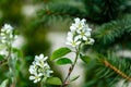 Close-up white blossoms of Amelanchier canadensis, serviceberry, shadberry or Juneberry tree on green blurred background Royalty Free Stock Photo