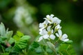 Close-up white blossoms of Amelanchier canadensis, serviceberry, shadberry or Juneberry tree on green blurred background Royalty Free Stock Photo