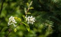 Close-up white blossoms of Amelanchier canadensis, serviceberry, shadberry or Juneberry tree on green blurred background Royalty Free Stock Photo
