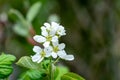 Close-up white blossoms of Amelanchier canadensis, serviceberry, shadberry or Juneberry tree on green blurred Royalty Free Stock Photo