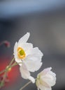 Close-up of white blossoms of Japanese anemone anemone hupehensis