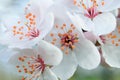 Close up of white blossoms of plum tree Royalty Free Stock Photo