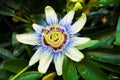 Close-up of white and blue and purple passion flower Royalty Free Stock Photo