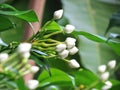 Close up White bouquet of Crepe jasmine, Clavel De La India, East Indian rosebay, Pinwheel flower in the garden Royalty Free Stock Photo