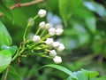 Close up White bouquet of Crepe jasmine, Clavel De La India, East Indian rosebay, Pinwheel flower in the garden Royalty Free Stock Photo