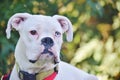 Close-up of a white boxer dog.