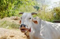 white Brahman cattle in farm Royalty Free Stock Photo