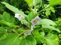 Close up of white Brinjal plants and flowers in the garden with green leaves on a sunny day