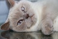 Close-up of white british shorthair cat on table glass surface Royalty Free Stock Photo