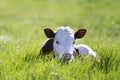 Close-up of white and brown calf looking in camera laying in green field lit by sun with fresh spring grass on green blurred back Royalty Free Stock Photo