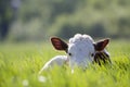 Close-up of white and brown calf looking in camera laying in green field lit by sun with fresh spring grass on green blurred back Royalty Free Stock Photo