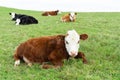 Close-up of white and brown calf looking in camera laying in green field with fresh spring grass on green blurred background Royalty Free Stock Photo