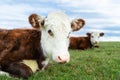 Close-up of white and brown calf looking in camera laying in green field with fresh spring grass on green blurred background Royalty Free Stock Photo
